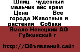 Шпиц - чудесный мальчик айс-крем › Цена ­ 20 000 - Все города Животные и растения » Собаки   . Ямало-Ненецкий АО,Губкинский г.